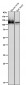 Anti-Amyloid beta A4 APP Rabbit Monoclonal Antibody